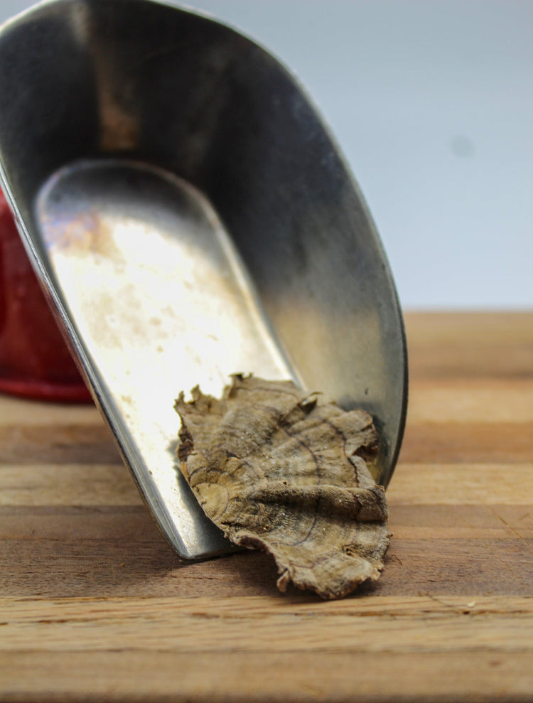 Turkey Tail Mushroom Bulk Herbs