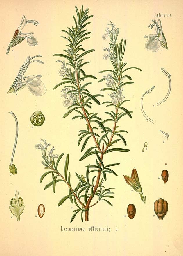 Rosemary ct Cineole Essential Oil
