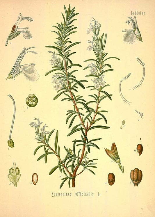 Rosemary ct Cineole Essential Oil
