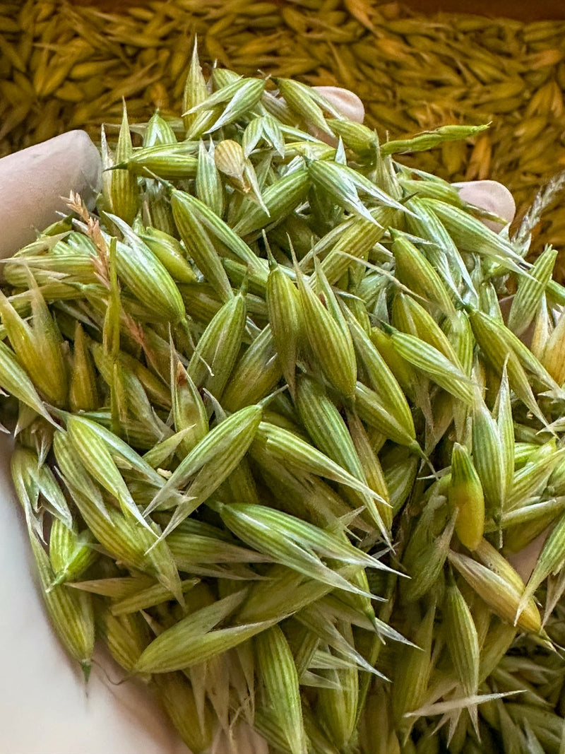 Fresh Milky Oats Tincture Tinctures