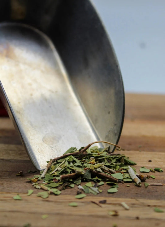 Pipsissewa Bulk Herbs